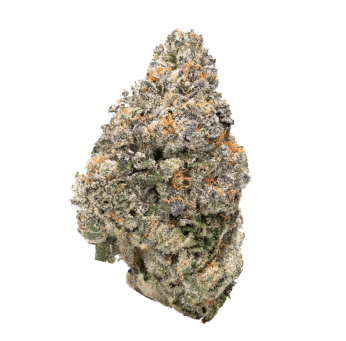 sativa strain