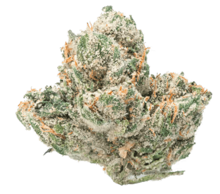 indica strain